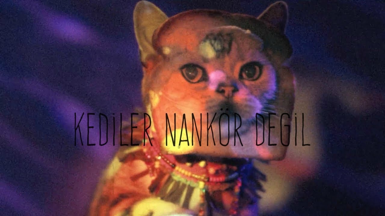 Kediler Nankör Değil