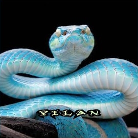 Yılan
