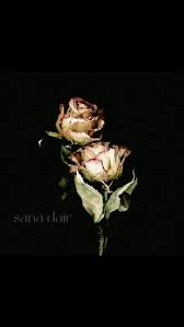 Sana Dair