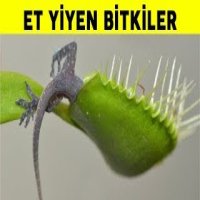 Et Yiyen Çiçek